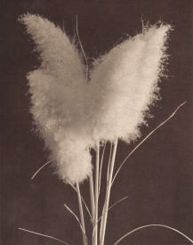 Pampas No.1-Click for a larger image